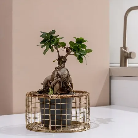 Appartamento Marchese 25